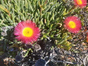 succulant plants on nakoijama island